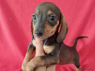 Teckel Miniatura perros - Anuncio 11