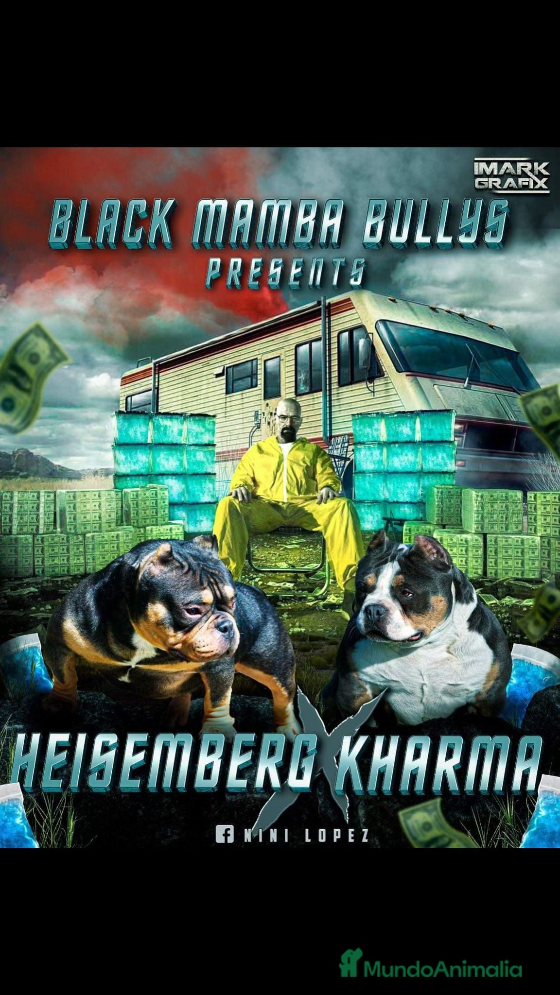 American Bully perros Hembra American Bully disponible  - Anuncio 1