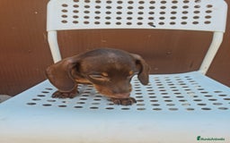 Teckel perros en venta: Teckel mini - Imagen 3