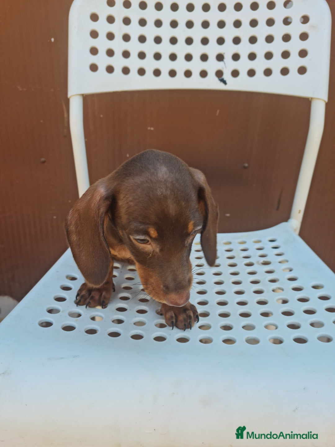 Teckel perros en venta: Teckel mini - Imagen 3