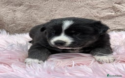 Otras razas perros en venta: Golden con Husky - Imagen 6