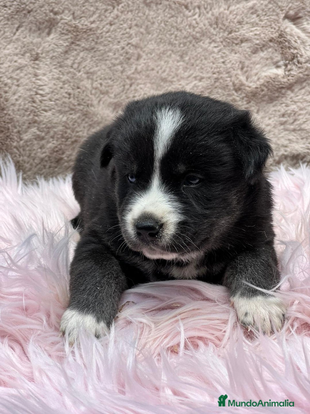 Otras razas perros en venta: Golden con Husky - Imagen 6