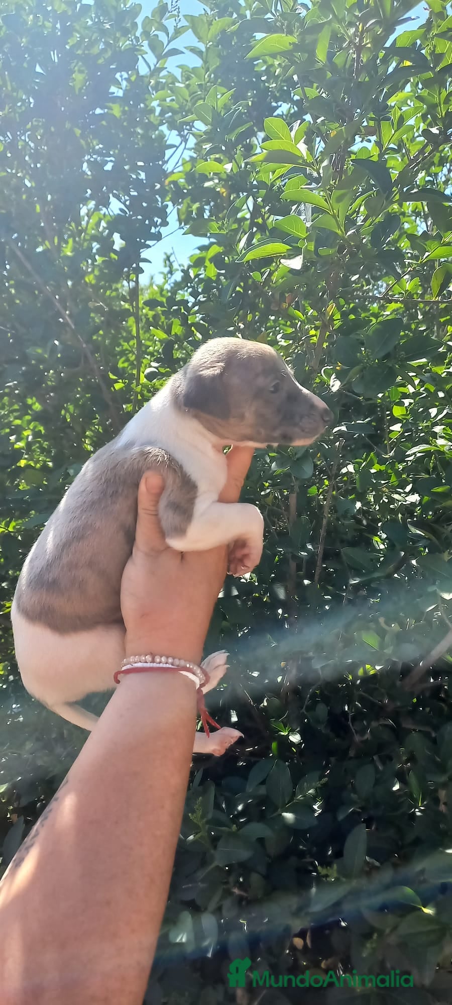 Raza Mixta perros  camada  whipper  - Anuncio 1