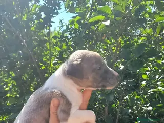 Raza Mixta perros camada whipper - Anuncio 1