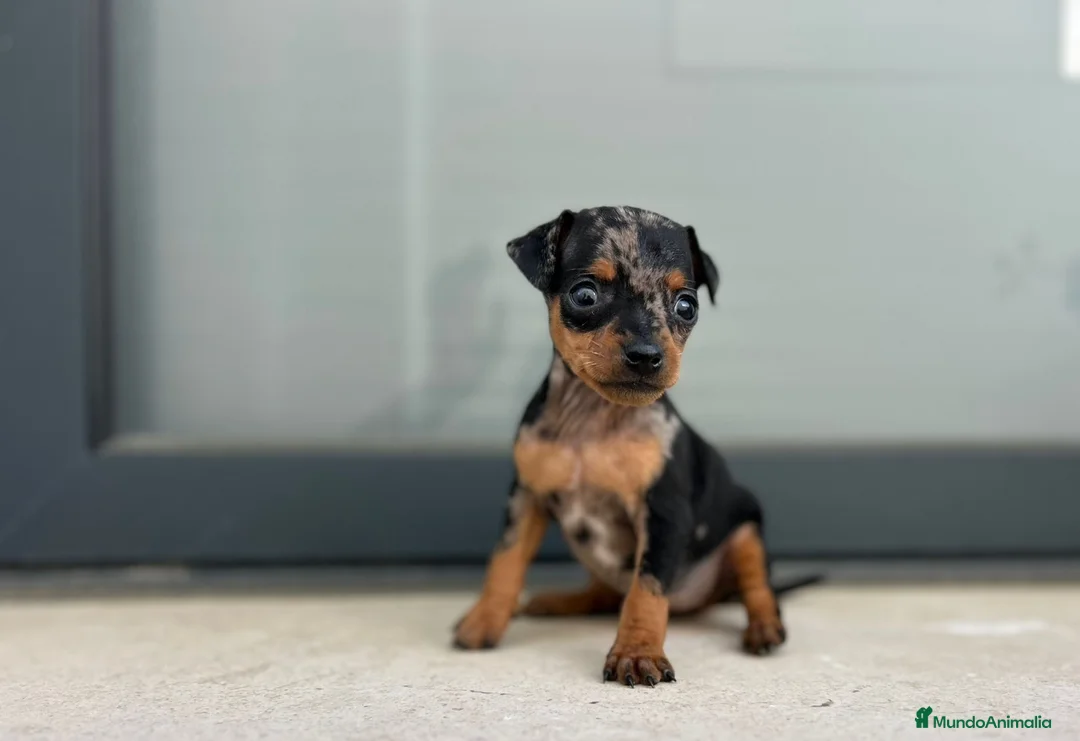 Ratón de Praga perros en venta: Ratón de Praga  - Anuncio 3