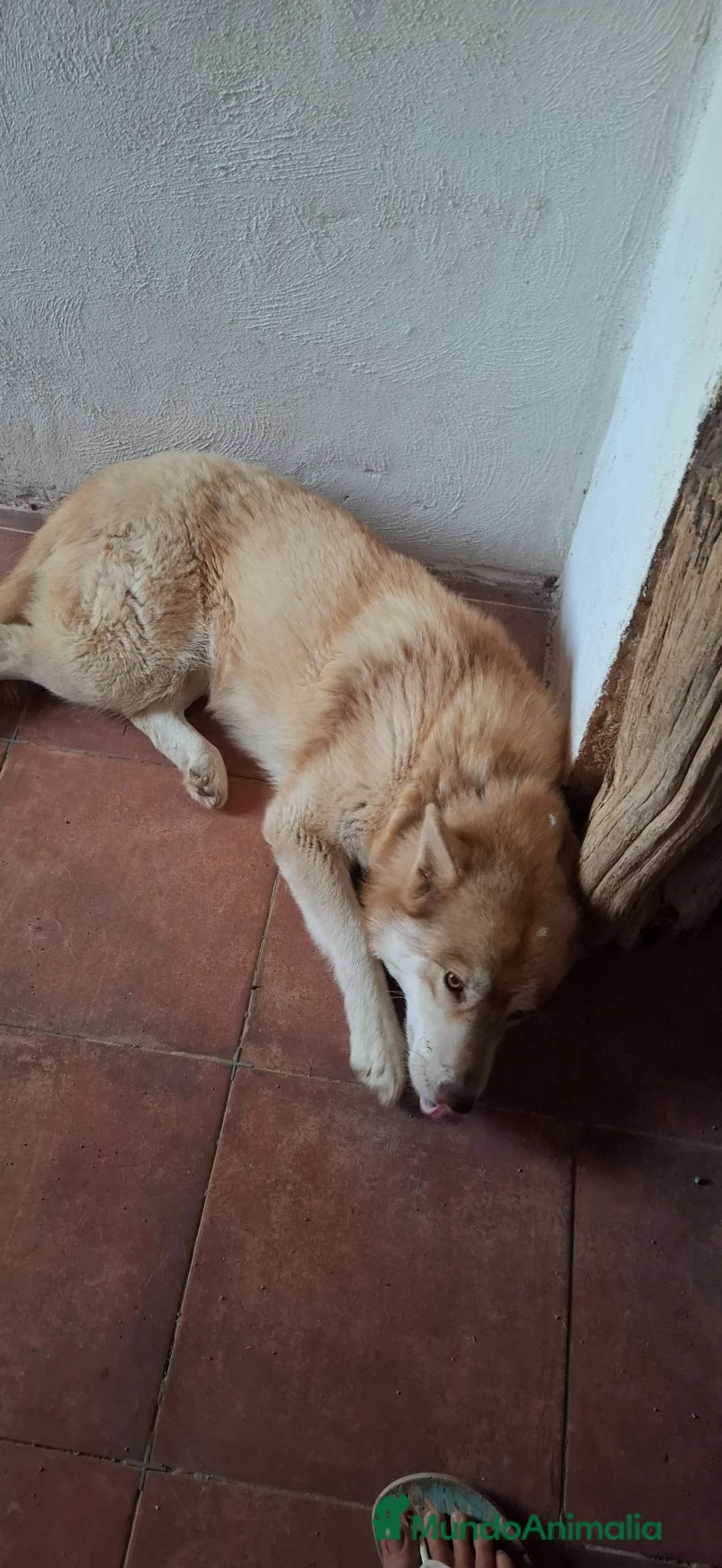 Husky Siberiano perros en venta: Espectacular hembra husky siberiano - Anuncio 2