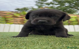 Labrador Retriever perros en venta: LABRADOR MACHO - Imagen 15