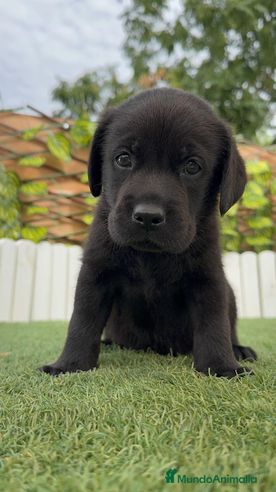 Labrador Retriever perros en venta: LABRADOR MACHO - Imagen 15
