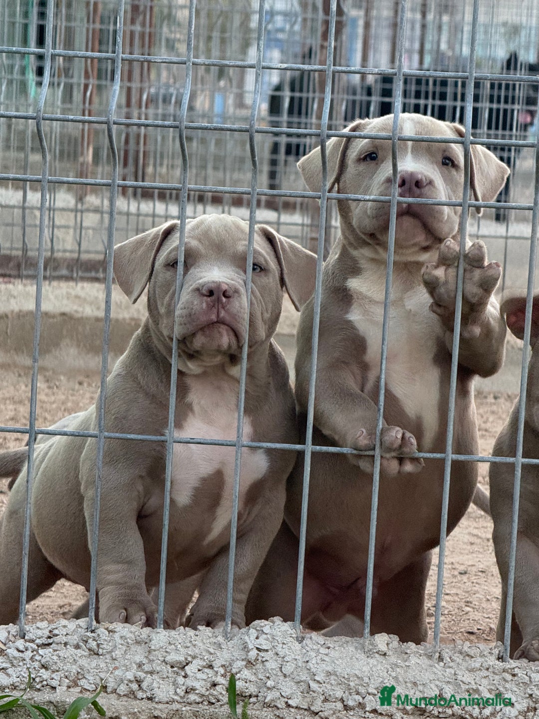 American Bully perros en venta: Cachorros American Bulli  - Imagen 4