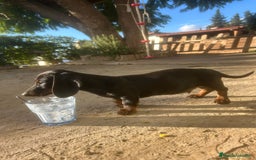 Teckel Miniatura perros en venta: Teckel miniaturas - Imagen 7