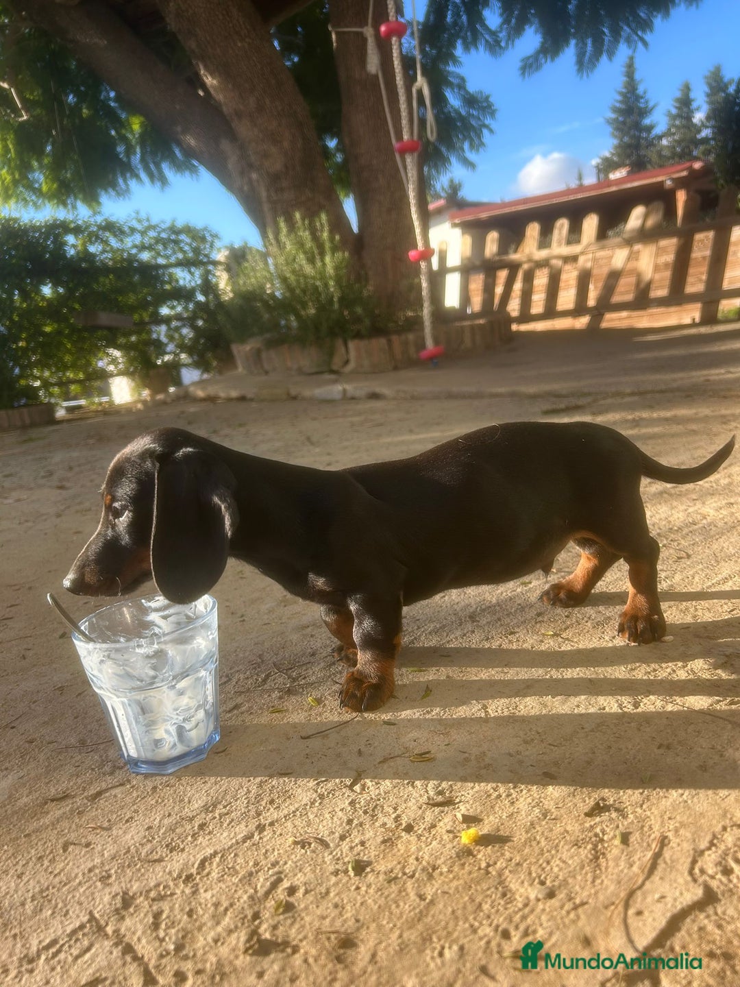 Teckel Miniatura perros en venta: Teckel miniaturas - Imagen 7