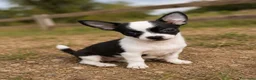 Chihuahua perros en venta: Chihuahua  - Anuncio 4