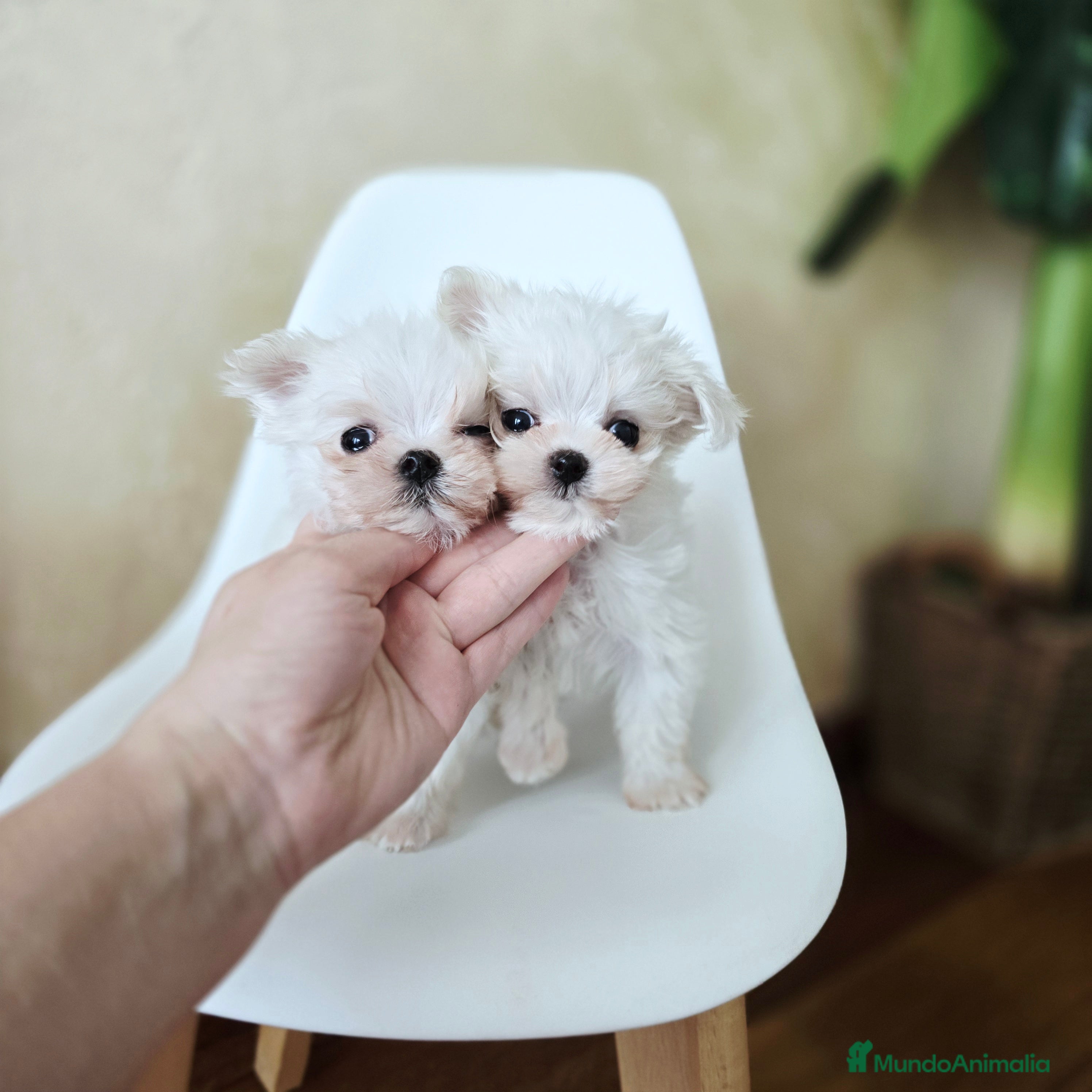 Bichón Maltés perros Cachorros de Bichón Maltés coreano micro  - Anuncio 1