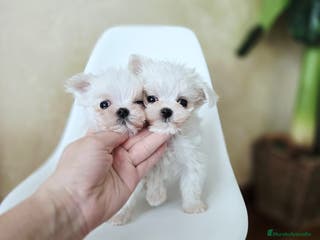 Bichón Maltés perros Cachorros de Bichón Maltés coreano micro - Anuncio 1