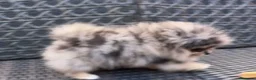 Pomerania perros en venta: Pomerania  - Anuncio 4