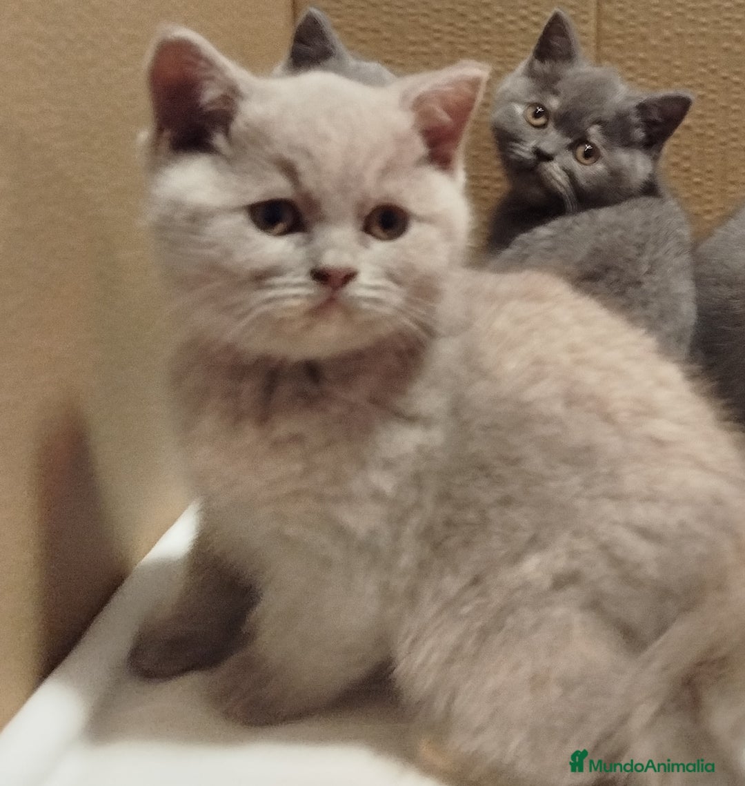 Británico de Pelo Corto Azul gatos en venta: British Shorthair  - Anuncio 2