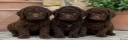 Perro de Agua Español perros en venta: Perro de Agua Chocolates Machos - Anuncio 1