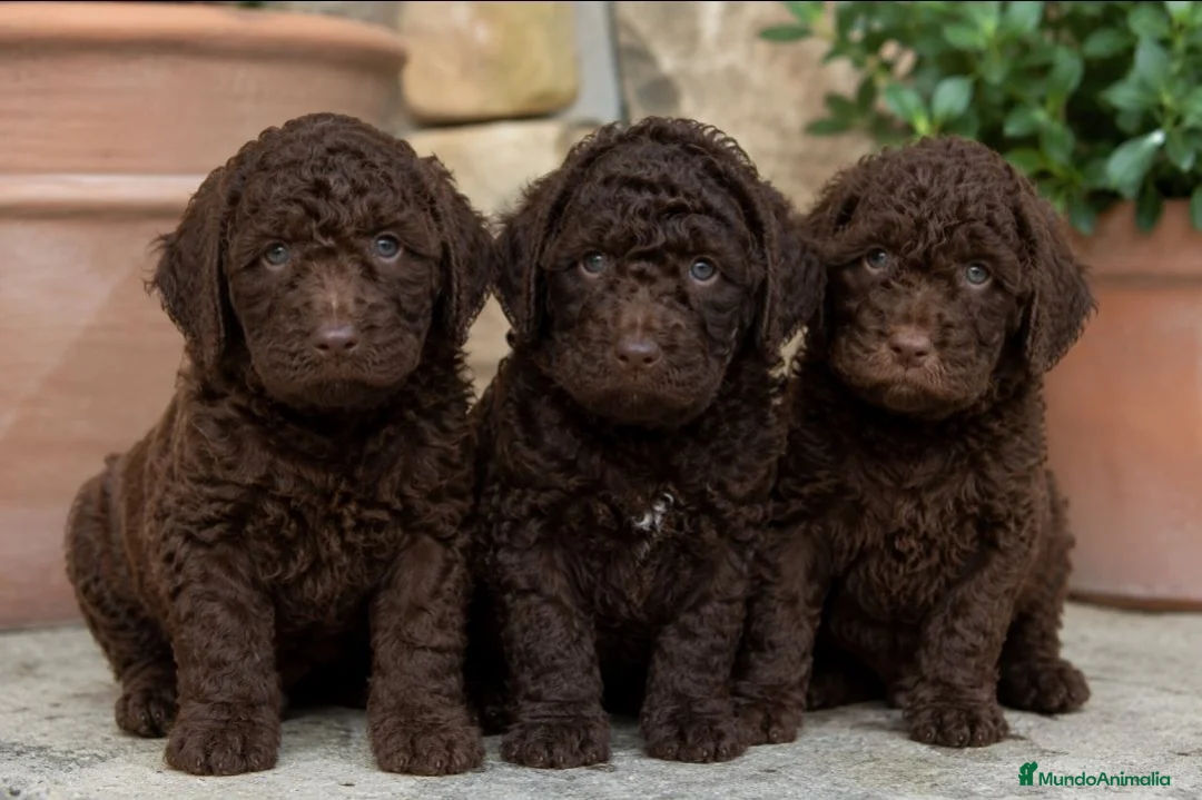 Perro de Agua Español perros en venta: Perro de Agua Chocolates Machos - Anuncio 1