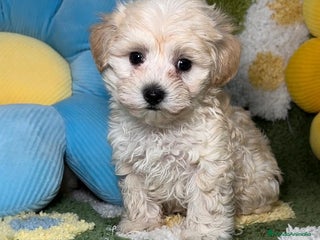 Maltipoo perros en Madrid - Anuncio 23