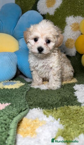 Maltipoo perros en Madrid - Anuncio 7