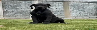 Dogo Alemán 1