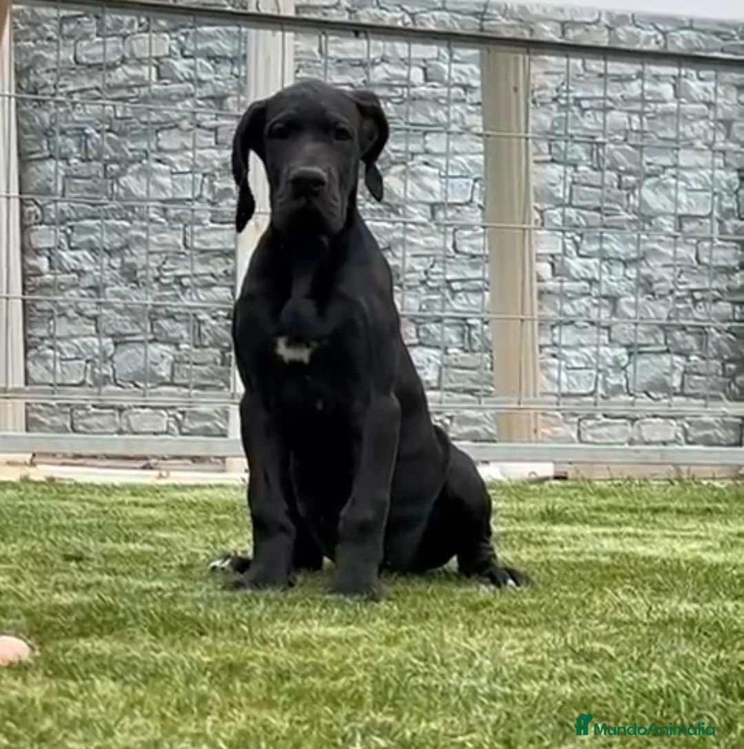 Dogo Alemán perros en venta: Dogo aleman negro hembra  - Anuncio 2