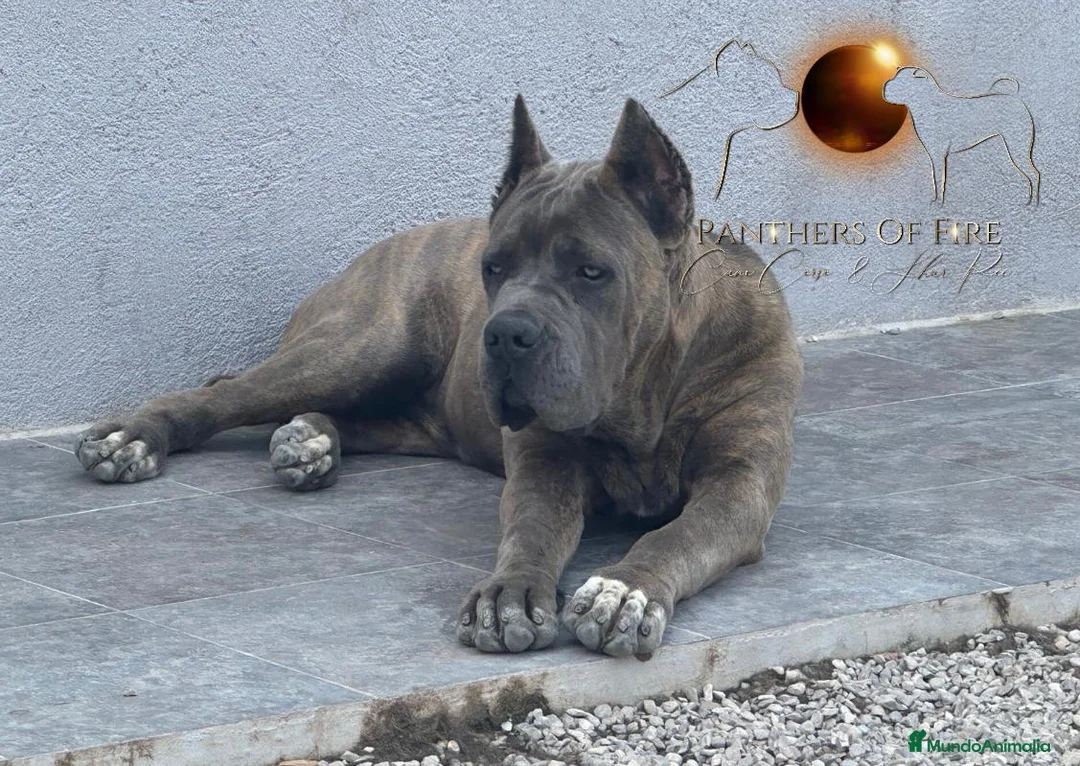 Cane Corso perros en venta: Cane corso - Anuncio 8