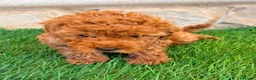 Caniche Toy perros en venta: Caniche toy roja - Anuncio 17