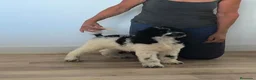Caniche Gigante perros en venta: Caniches gigantes  - Anuncio 4
