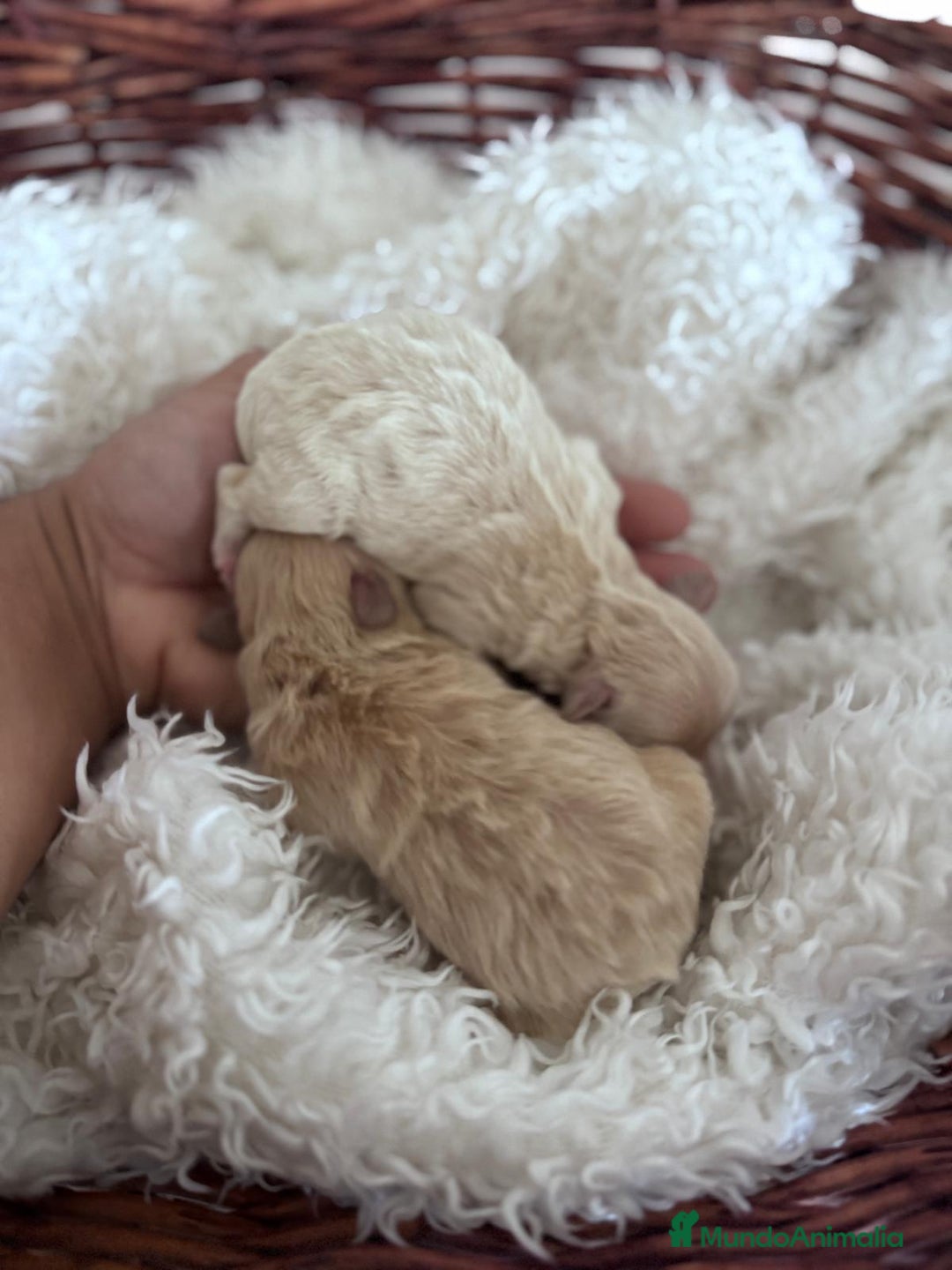 Maltipoo perros en venta: MALTIPOO HEMBRAS - Anuncio 7