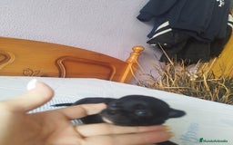 Chihuahua perros en venta: Chihuahua hembra micro toy  - Imagen 8