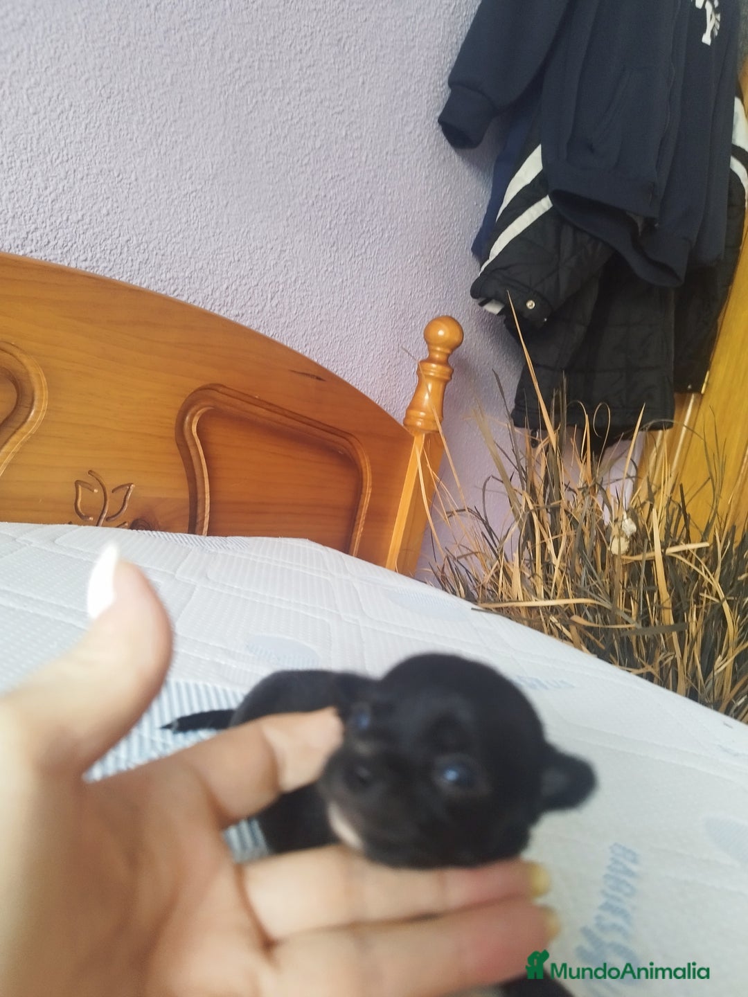 Chihuahua perros en venta: Chihuahua hembra micro toy  - Imagen 8
