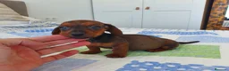 Teckel Miniatura perros en venta: Teckel miniatura  - Anuncio 5