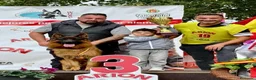 Pastor Alemán perros en venta: pastor alemán belleza negro sólido  - Anuncio 4