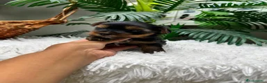 Yorkshire Terrier 2