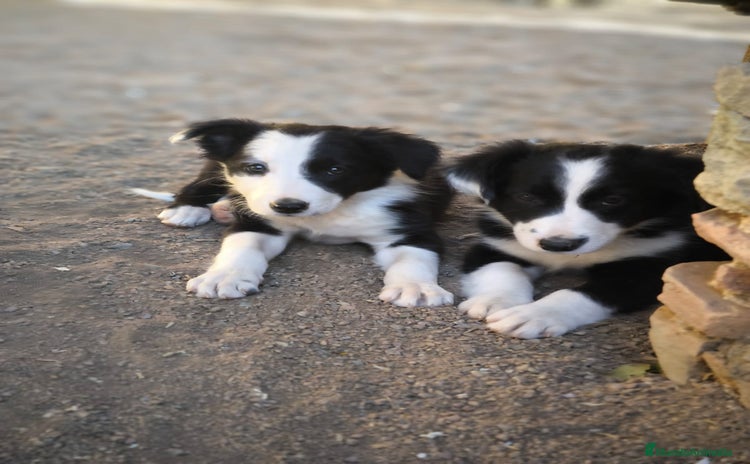 Border Collie perros - Anuncio 7