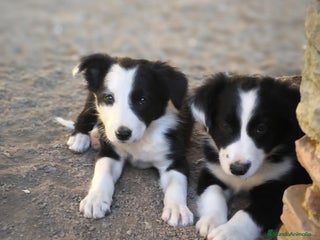 Border Collie perros - Anuncio 4