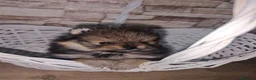 Pomerania perros en venta: Pomerania  - Anuncio 5