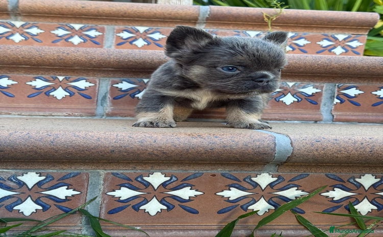 Bulldog Francés perros - Anuncio 1