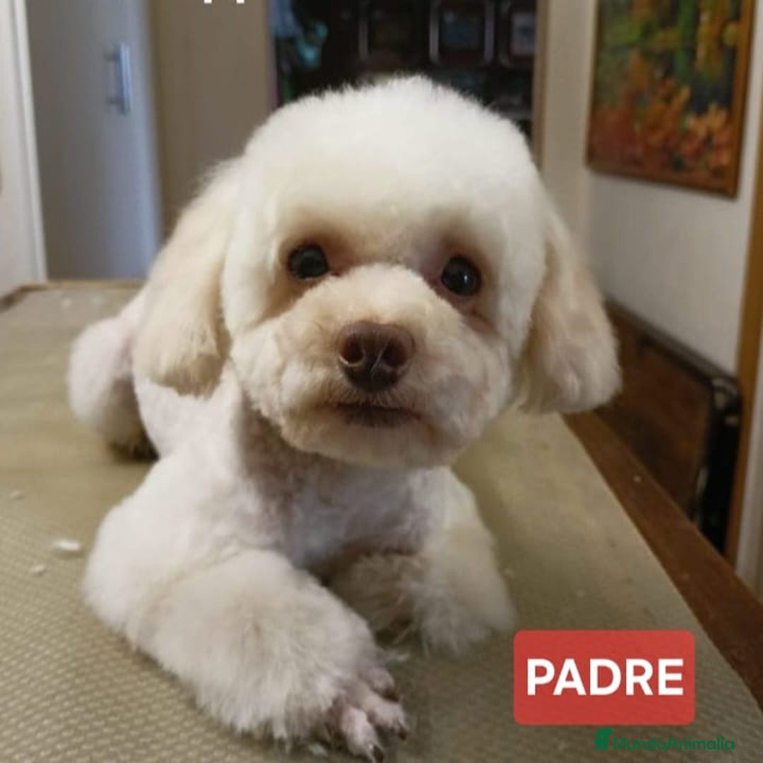 Maltipoo perros en venta: Preciosos cachorros Maltipoo  - Anuncio 6