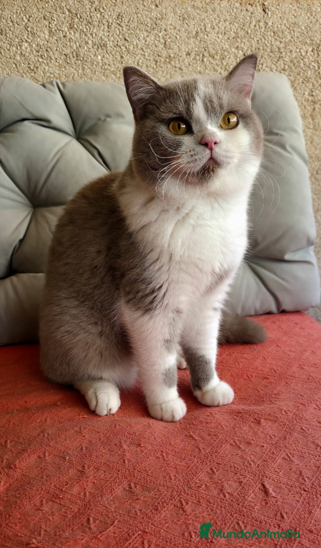 Scottish Straight gatos en venta: Scottish varias camadas  - Imagen 12