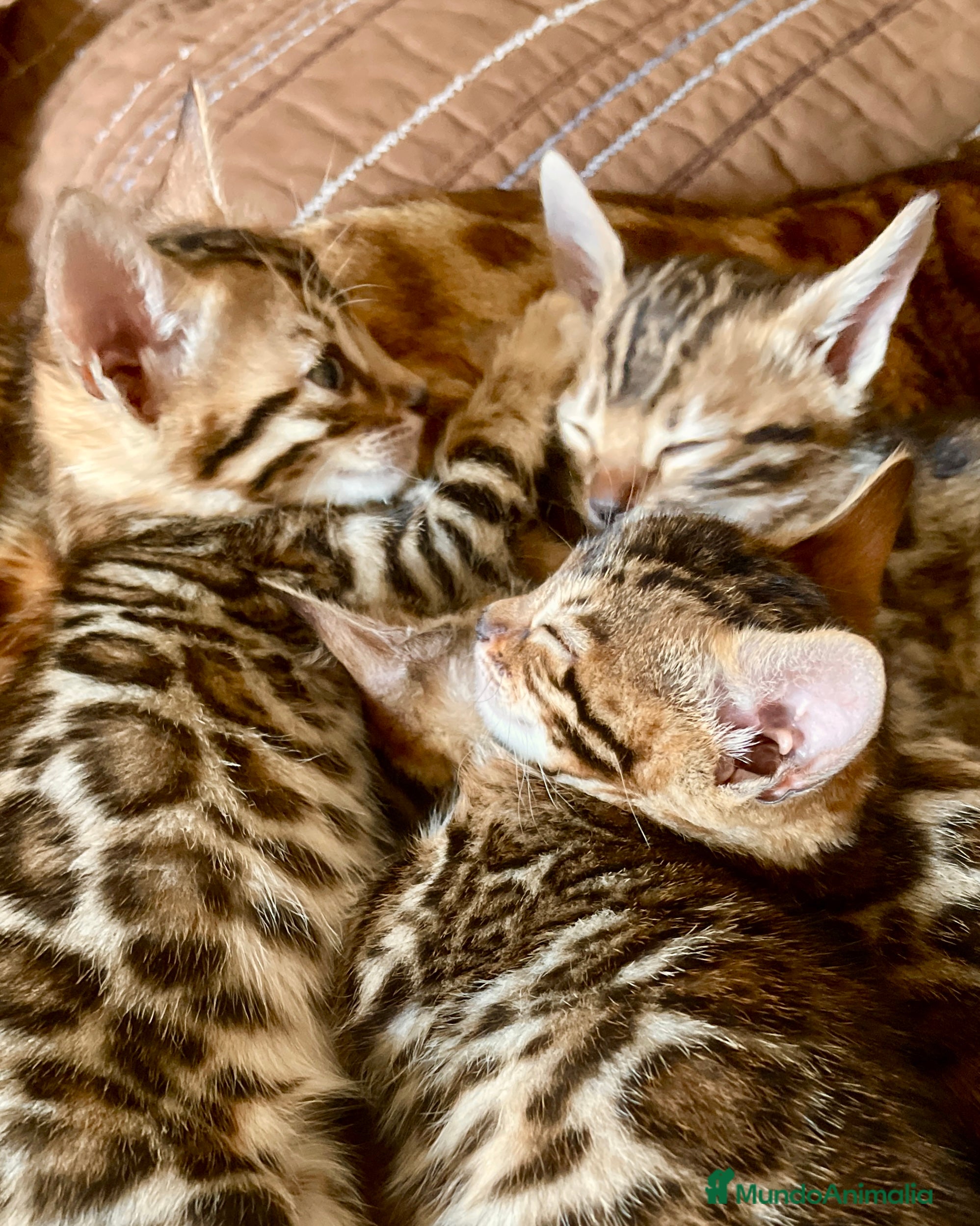 Bengalí gatos Hembritas de Gato Bengalí - Anuncio 3