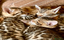 Bengalí gatos en venta: Hembritas de Gato Bengalí - Imagen 1