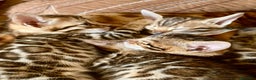 Bengalí gatos en venta: Hembritas de Gato Bengalí - Anuncio 1