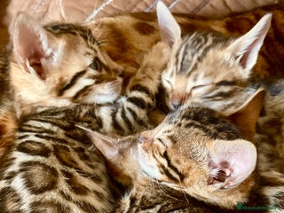 Bengalí gatos - Anuncio 1