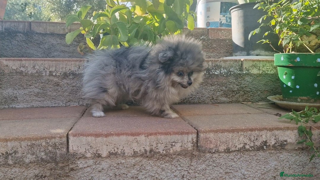 Pomerania perros en venta: Pomerania merle ojos dispares 50% línea rusa - Imagen 3
