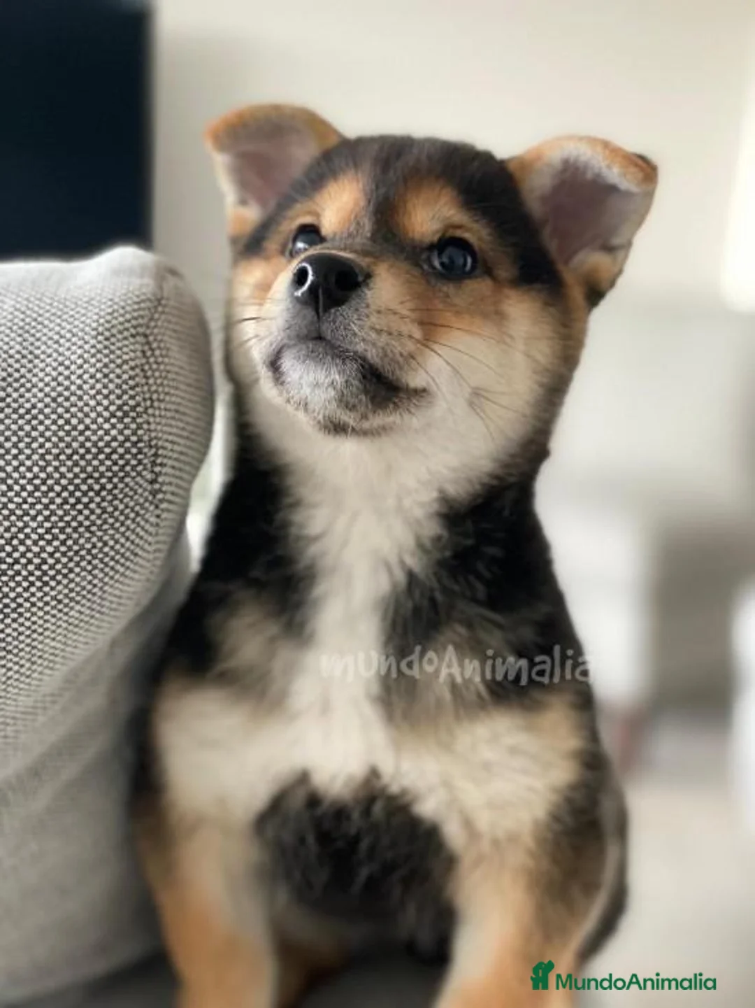 Imagen de galería {{count}}