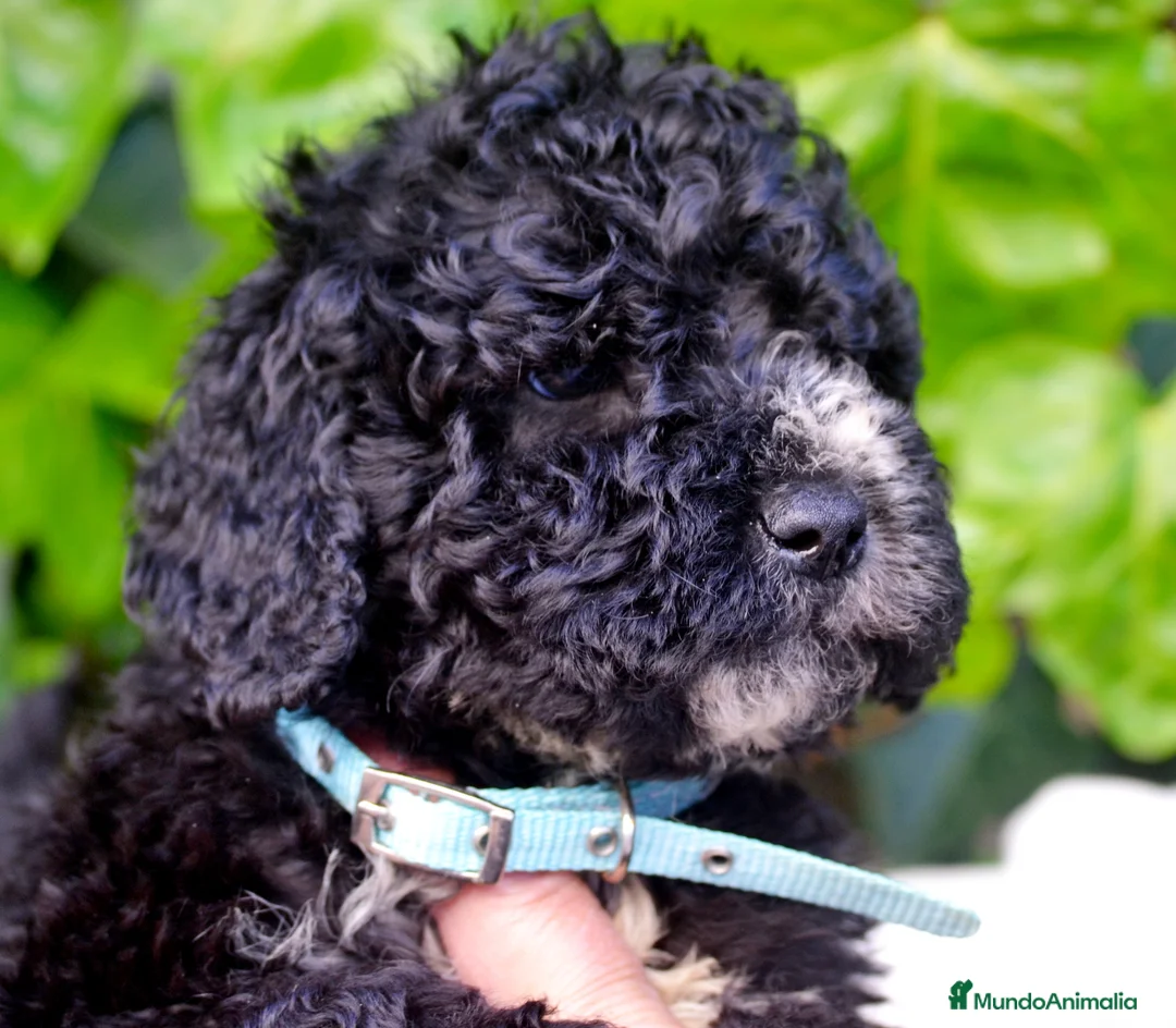 Perro de Agua Español perros en venta: CACHORRO PERRO DE AGUA ESPAÑOL  - Anuncio 36