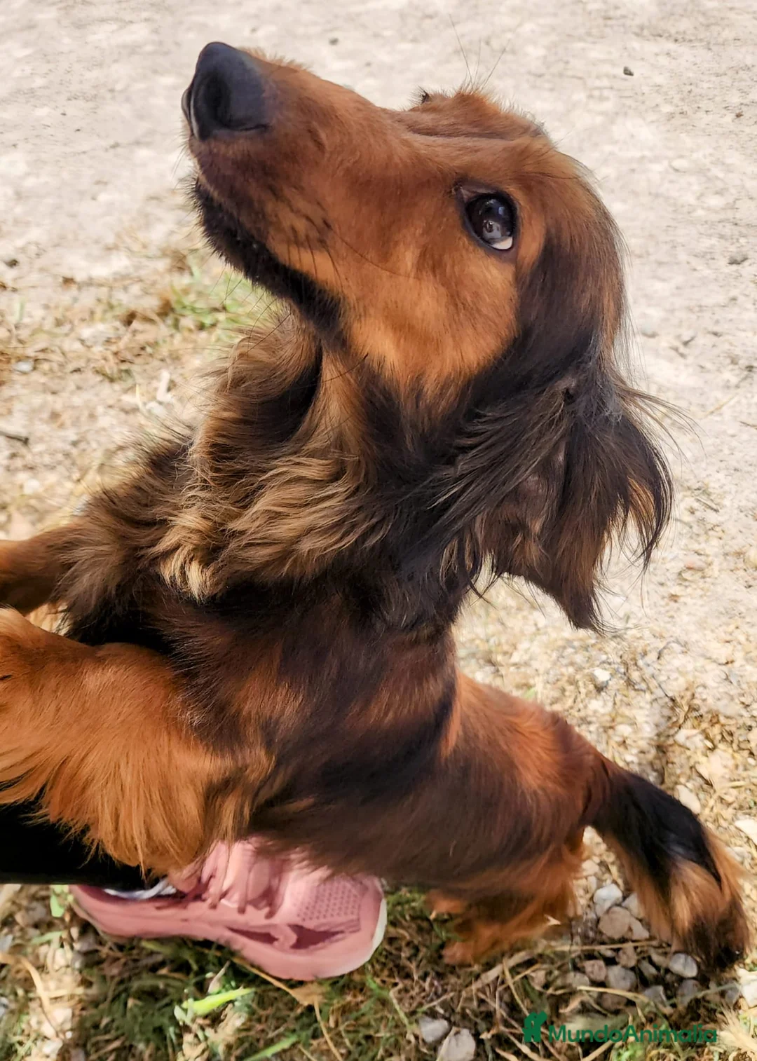 Teckel perros en venta: Teckel pelo largo  - Anuncio 8