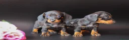 Teckel perros en venta: PRECIOSAS TECKEL COLOR NEGRO Y FUEGO 💖 en Cantabria - Anuncio 3